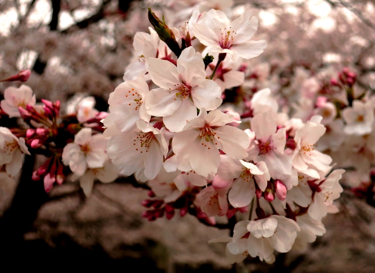 f:id:pokonan:20190403010157j:plain