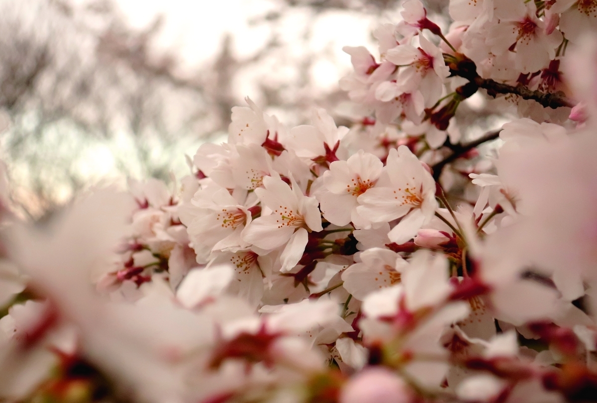 f:id:pokonan:20190403010247j:plain