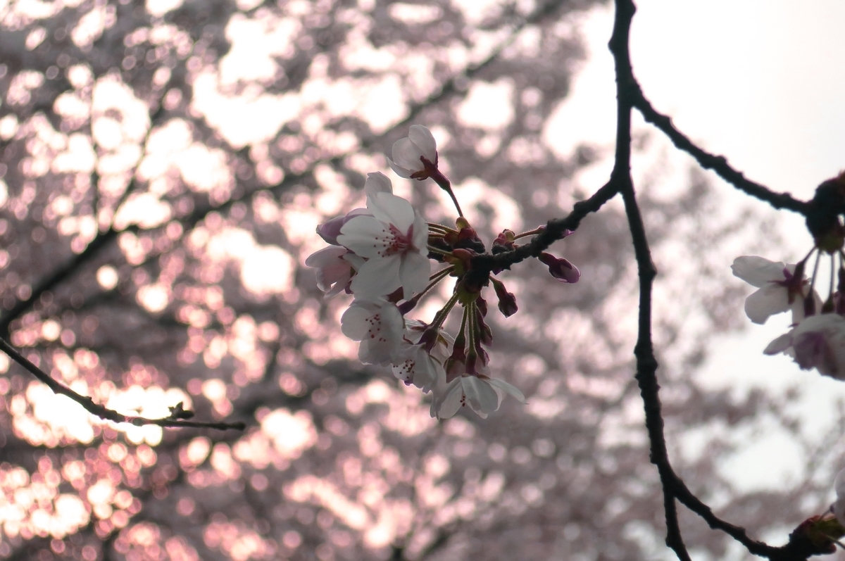 f:id:pokonan:20190403010326j:plain