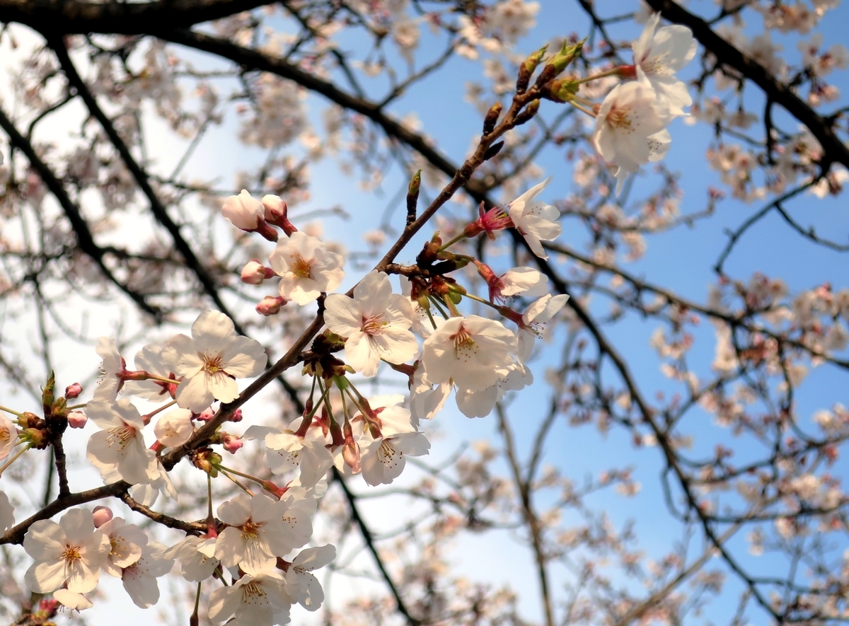f:id:pokonan:20190403010413j:plain