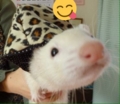 20170420231845