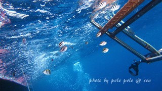 f:id:polepole-at-sea:20160618211932j:plain