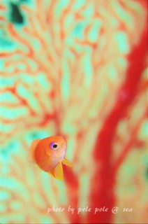 f:id:polepole-at-sea:20160626204830j:plain