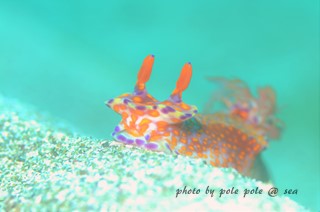 f:id:polepole-at-sea:20160626204854j:plain