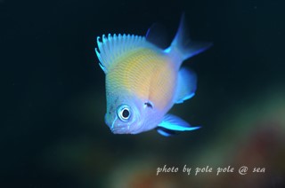 f:id:polepole-at-sea:20160626205016j:plain