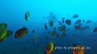 f:id:polepole-at-sea:20160816201333j:plain