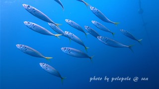 f:id:polepole-at-sea:20160816201534j:plain