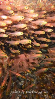 f:id:polepole-at-sea:20160902235014j:plain f:id:polepole-at-sea:20160902235014j:plain
