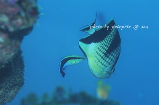 f:id:polepole-at-sea:20161015124925j:plain f:id:polepole-at-sea:20161015124925j:plain
