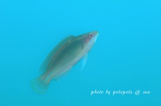 f:id:polepole-at-sea:20161029204603j:plain