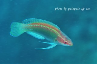 f:id:polepole-at-sea:20161029204627j:plain