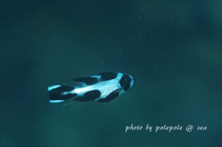 f:id:polepole-at-sea:20161029204742j:plain