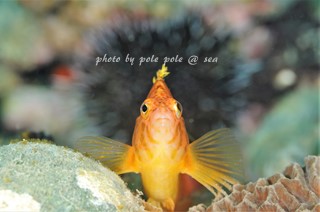 f:id:polepole-at-sea:20161208223228j:plain f:id:polepole-at-sea:20161208223228j:plain