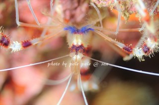 f:id:polepole-at-sea:20161208223639j:plain f:id:polepole-at-sea:20161208223639j:plain