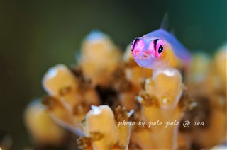 f:id:polepole-at-sea:20170127003557j:plain