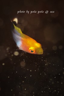 f:id:polepole-at-sea:20170317180227j:plain f:id:polepole-at-sea:20170317180227j:plain