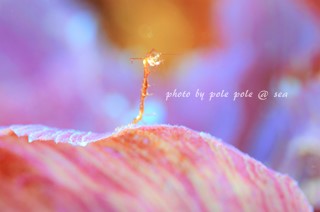 f:id:polepole-at-sea:20170317183751j:plain f:id:polepole-at-sea:20170317183751j:plain