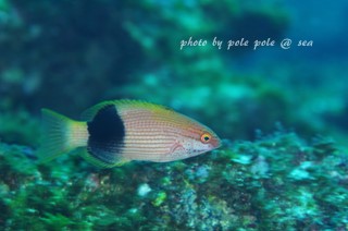 f:id:polepole-at-sea:20170326200721j:plain f:id:polepole-at-sea:20170326200721j:plain