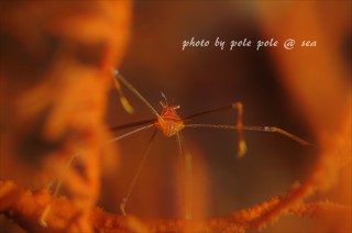 f:id:polepole-at-sea:20170326200954j:plain f:id:polepole-at-sea:20170326200954j:plain