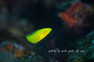 f:id:polepole-at-sea:20170326201913j:plain f:id:polepole-at-sea:20170326201913j:plain