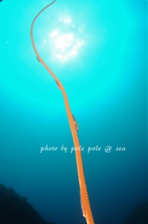 f:id:polepole-at-sea:20170416205621j:plain