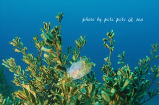 f:id:polepole-at-sea:20170416205944j:plain