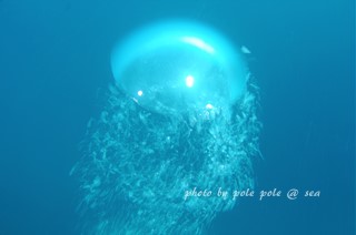 f:id:polepole-at-sea:20170416210014j:plain