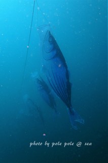 f:id:polepole-at-sea:20170420213814j:plain
