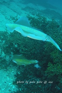f:id:polepole-at-sea:20170421211600j:plain