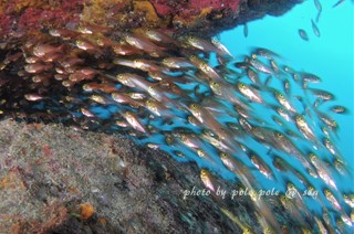 f:id:polepole-at-sea:20170421212139j:plain