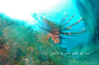 f:id:polepole-at-sea:20170421212520j:plain