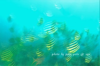 f:id:polepole-at-sea:20170421212730j:plain