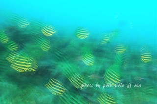 f:id:polepole-at-sea:20170421212747j:plain