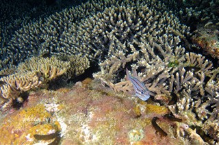 f:id:polepole-at-sea:20170601232702j:plain f:id:polepole-at-sea:20170601232702j:plain