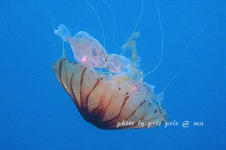 f:id:polepole-at-sea:20170618233506j:plain f:id:polepole-at-sea:20170618233506j:plain