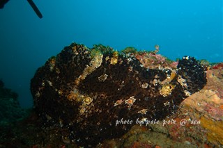 f:id:polepole-at-sea:20170717220600j:plain