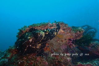 f:id:polepole-at-sea:20170717220625j:plain