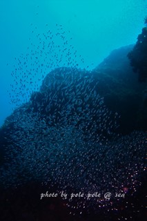 f:id:polepole-at-sea:20170717220748j:plain