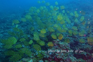 f:id:polepole-at-sea:20170717220843j:plain