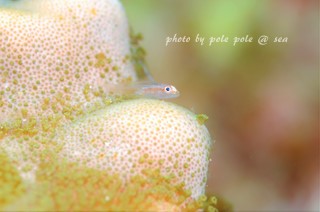 f:id:polepole-at-sea:20170725010429j:plain f:id:polepole-at-sea:20170725010429j:plain
