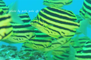 f:id:polepole-at-sea:20170725010611j:plain f:id:polepole-at-sea:20170725010611j:plain