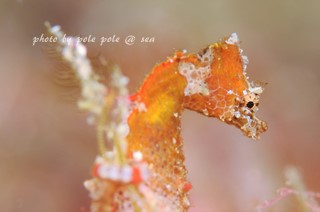 f:id:polepole-at-sea:20170725011052j:plain f:id:polepole-at-sea:20170725011052j:plain