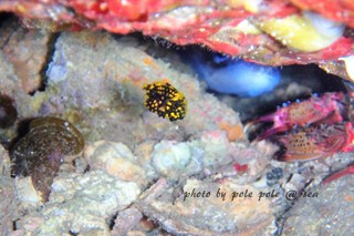 f:id:polepole-at-sea:20170731201138j:plain