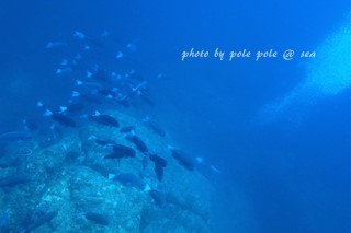 f:id:polepole-at-sea:20170901221152j:plain