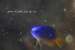 f:id:polepole-at-sea:20170918234656j:plain