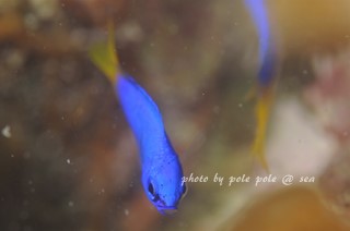 f:id:polepole-at-sea:20170918234810j:plain