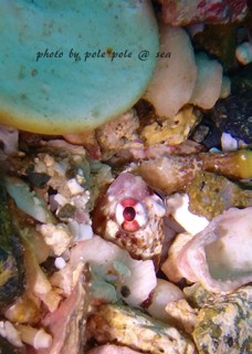 f:id:polepole-at-sea:20171011234847j:plain