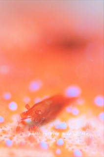 f:id:polepole-at-sea:20171114085725j:plain