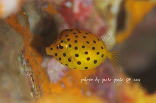 f:id:polepole-at-sea:20171114085802j:plain