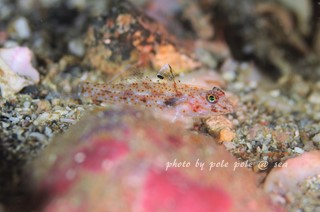 f:id:polepole-at-sea:20171114085857j:plain